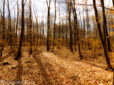 Woods of Bagsvaerd - photo by Bob Fergeson