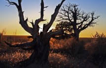 Sunset on Cedar - photo by Bob Fergeson